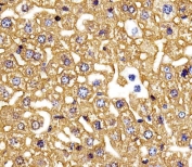 IHC testing of FFPE mouse liver tissue with Hemoglobin subunit gamma-2 antibody. HIER: steam section in pH6 citrate buffer for 20 min and allow to cool prior to staining.