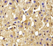 IHC testing of FFPE human liver tissue with Hemoglobin subunit gamma-2 antibody. HIER: steam section in pH6 citrate buffer for 20 min and allow to cool prior to staining.
