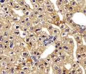 IHC testing of FFPE mouse liver tissue with HBG2 antibody. HIER: steam section in pH6 citrate buffer for 20 min and allow to cool prior to staining.