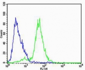 Flow cytometry testing of human SH-SY5Y cells with FXYD6 antibody; Blue=isotype control, Green= FXYD6 antibody.