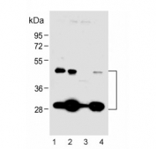 Western blot testing of human 1) A431, 2) MCF7, 3) K562 and 4) PANC-1 cell lysate with Cathepsin D antibody. Expected molecular weight: 43-46 kDa, 28 kDa (heavy chain), 15 kDa (light chain).
