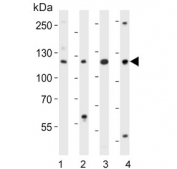 Western blot testing of mouse 1) NIH 3T3, 2) spleen, 3) testis and 4) thymus lysate with Trim 24 antibody. Expected molecular weight: 117-140 kDa.