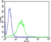 Flow cytometry testing of human HeLa cells with PIP4K2 alpha antibody; Blue=isotype control, Green= PIP4K2 alpha antibody.