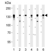 Western blot testing of 1) human Jurkat, 2) human HT-29 and mouse 3) BA/F9, 4) F9, 5) cerebellum and 6) testis tissue lysate with Ctr9 antibody. Predicted molecular weight ~133 kDa.
