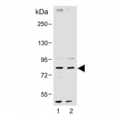 Western blot testing of human 1) MCF7 and 2) HeLa cell lysate with SMURF1 antibody. Expected molecular weight ~86 kDa.
