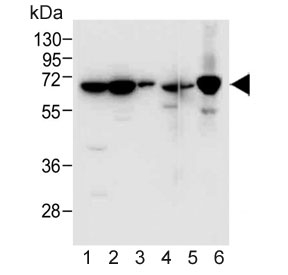 Western blot testing of human 1) heart, 2) A549, 3) placenta, 4) HeLa, 5) mouse kidney and 6) rat lung tissue lysate with EHD2 antibody. Predicted molecular weight: ~61 kDa.