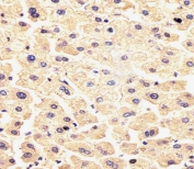 IHC testing of FFPE human liver tissue with FGF9 antibody. HIER: steam section in pH6 citrate buffer for 20 min and allow to cool prior to staining.