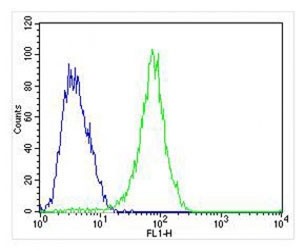 Flow cytometry testing of fixed and permeabilized human MCF7 cells with FGF9 antibody; Blue=isotype control, Green= FGF9 antibody.