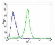 Flow cytometry testing of fixed and permeabilized human MCF7 cells with FGF9 antibody; Blue=isotype control, Green= FGF9 antibody.