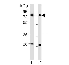 Western blot testing of 1) mouse brain and 2) rat brain tissue lysate with Nr4a2 antibody. Predicted molecular weight ~67 kDa.