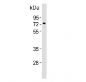 Western blot testing of mouse pancreas tissue lysate with Nr4a2 antibody. Predicted molecular weight ~67 kDa.