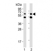 Western blot testing of 1) human NCCIT and 2) mouse F9 cell lysate with Gnl3 antibody. Predicted molecular weight ~61 kDa.