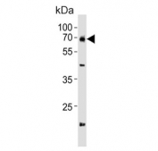 Western blot testing of mouse NIH 3T3 cell lysate with Gnl3 antibody. Predicted molecular weight ~61 kDa.