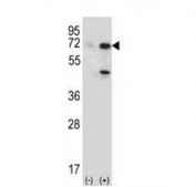 Western blot testing of 1) non-transfected and 2) transfected 293 cell lysate with USP2 antibody.