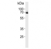 Western blot testing of rat heart lysate with USP2 antibody. Predicted molecular weight ~68 kDa.