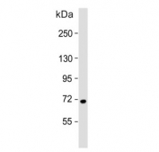 Western blot testing of human HeLa cell lysate with USP2 antibody. Predicted molecular weight ~68 kDa.