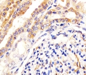 IHC testing of FFPE human kidney tissue with USP2 antibody. HIER: steam section in pH6 citrate buffer for 20 min and allow to cool prior to staining.