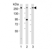 Western blot testing of 1) human HeLa, 2) mouse C2C12 and 3) human Jurkat cell lysate with Med12 antibody. Predicted molecular weight ~245 kDa.