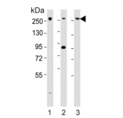 Western blot testing of 1) human HeLa, 2) mouse C2C12 and 3) human Jurkat cell lysate with Med12 antibody. Predicted molecular weight ~245 kDa.
