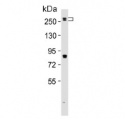 Western blot testing of mouse spleen tissue lysate with Med12 antibody. Predicted molecular weight ~245 kDa.