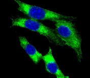 Immunofluorescent staining of fixed and permeabilized mouse NIH 3T3 cells with HLA-DQA1 antibody (green) and DAPI nuclear stain (blue).