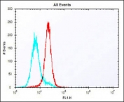 Flow cytometry testing of fixed and permeabilized human K562 cells with HLA-DQA1 antibody; Blue=isotype control, Red= HLA-DQA1 antibody.