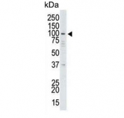 Western blot testing of human HeLa cell lysate with USP13 antibody. Predicted molecular weight ~97 kDa.