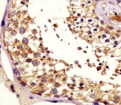 IHC testing of FFPE human testis tissue with KiSS-1 antibody. HIER: steam section in pH6 citrate buffer for 20 min and allow to cool prior to staining.