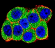 Immunofluorescent staining of human HeLa cells with Ubiquitin-protein ligase E3A antibody (green), DAPI nuclear stain (blue) and anti-Actin (red).