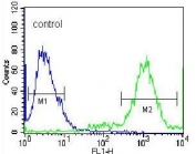 Flow cytometry testing of human HEK293 cells with Ufm1-conjugating enzyme 1 antibody; Blue=isotype control, Green= Ufm1-conjugating enzyme 1 antibody.