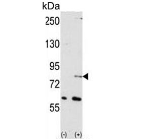 Western blot testing of 1) non-transfected and 2) transfected 293 cell lysate with NUB1 antibody. Expected molecular weight: 70-100 kDa depending on level of ubiquitination.