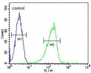 Flow cytometry testing of human CCRF-CEM cells with ZIC3 antibody; Blue=isotype control, Green= ZIC3 antibody.