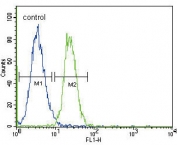 Flow cytometry testing of human K562 cells with GADD45A antibody; Blue=isotype control, Green= GADD45A antibody.