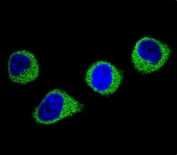 Immunofluorescent staining of human HEK293 cells with MTHFD1 antibody (green) and DAPI nuclear stain (blue).