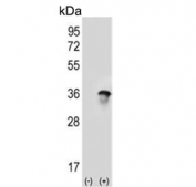 Western blot testing of 1) non-transfected and 2) transfected 293 cell lysate with U2AF1 antibody. Expected molecular weight: 28-35 kDa.