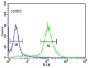 Flow cytometry testing of human HeLa cells with RFC5 antibody; Blue=isotype control, Green= RFC5 antibody.