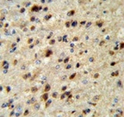 IHC testing of FFPE mouse brain tissue with ErbB3-binding protein 1 antibody. HIER: steam section in pH6 citrate buffer for 20 min and allow to cool prior to staining.