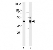 Western blot testing of 1) human Jurkat and 2) mouse NIH 3T3 cell lysate with ErbB3-binding protein 1 antibody. Predicted molecular weight ~44 kDa.