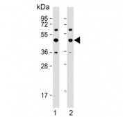 Western blot testing of human 1) A431 and 2) Jurkat cell lysate with PA2G4 antibody. Predicted molecular weight ~44 kDa.
