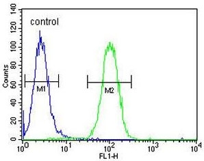 Flow cytometry testing of human A2058 cells with PA2G4 antibody; Blue=isotype control, Green= PA2G4 antibody.