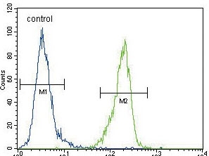 Flow cytometry testing of human MDA-MB-435 cells with ENPP2 antibody; Blue=isotype control, Green= ENPP2 antibody.