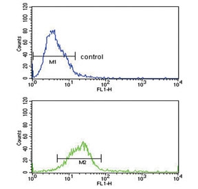 Flow cytometry testing of human HeLa cells with HSPA8 antibody; Blue=isotype control, Green= HSPA8 antibody.