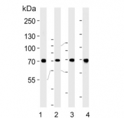 Western blot testing of 1) human A431, 2) human HeLa, 3) mouse NIH 3T3 and 4) rat H-4-II-E cell lysate with HSPA8 antibody. Expected molecular weight: 70-73 kDa.
