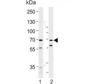 Western blot testing of 1) rat H-4-II-E and 2) mouse NIH 3T3 cell lysate with HSPA8 antibody. Expected molecular weight: 70-73 kDa.