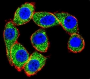 Immunofluorescent staining of human HeLa cells with HSC70 antibody (green), DAPI nuclear stain (blue) and anti-Actin (red).