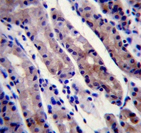IHC testing of FFPE human stomach tissue with HSC70 antibody. HIER: steam section in pH6 citrate buffer for 20 min and allow to cool prior to staining.