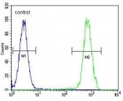 Flow cytometry testing of human HeLa cells with HSC70 antibody; Blue=isotype control, Green= HSC70 antibody.