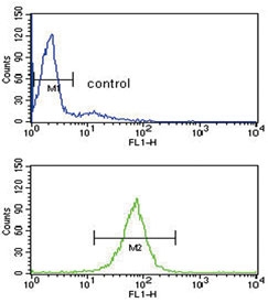 Flow cytometry testing of human HL60 cells with ARHGDIA antibody; Blue=isotype control, Green= ARHGDIA antibody.