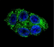 Immunofluorescent staining of human HepG2 cells with Dimethylargininase 1 antibody (green) and DAPI nuclear stain (blue).