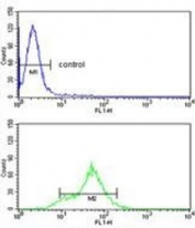 Flow cytometry testing of human HEK293 cells with Dimethylargininase 1 antibody; Blue=isotype control, Green= Dimethylargininase 1 antibody.